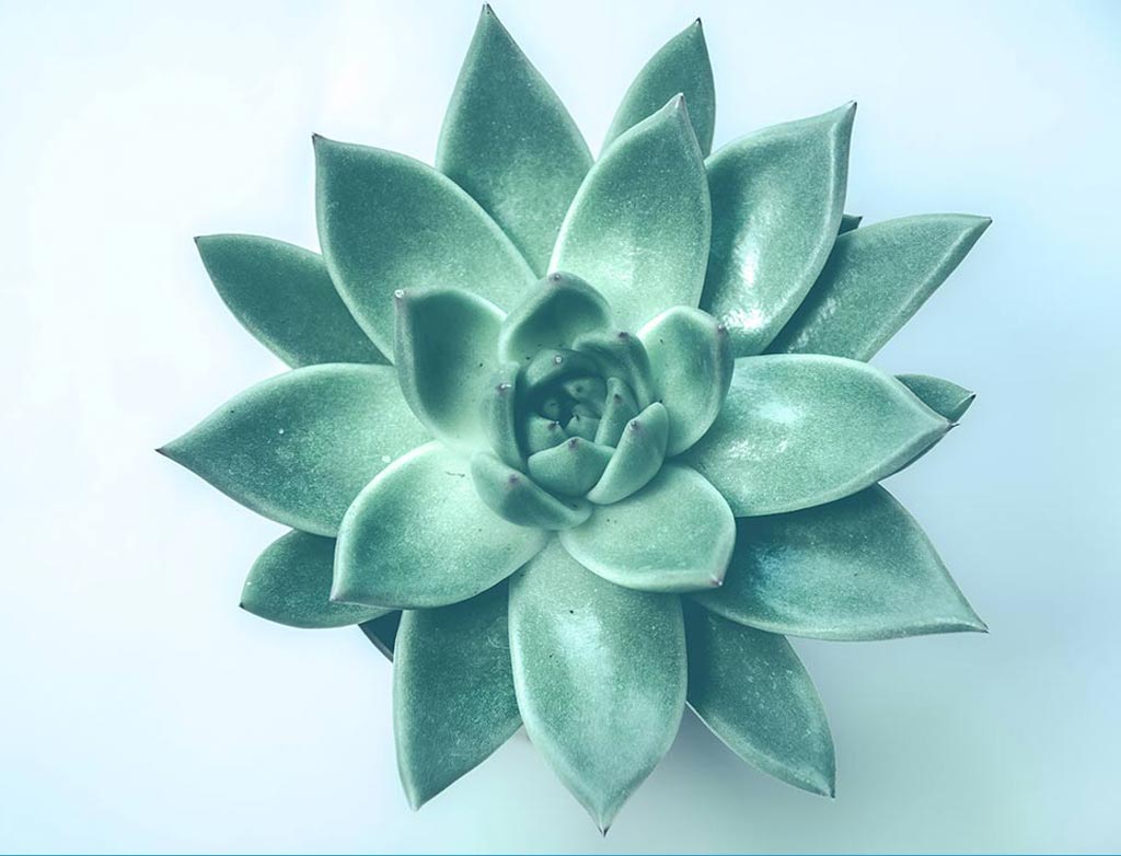 teal-brandbundle